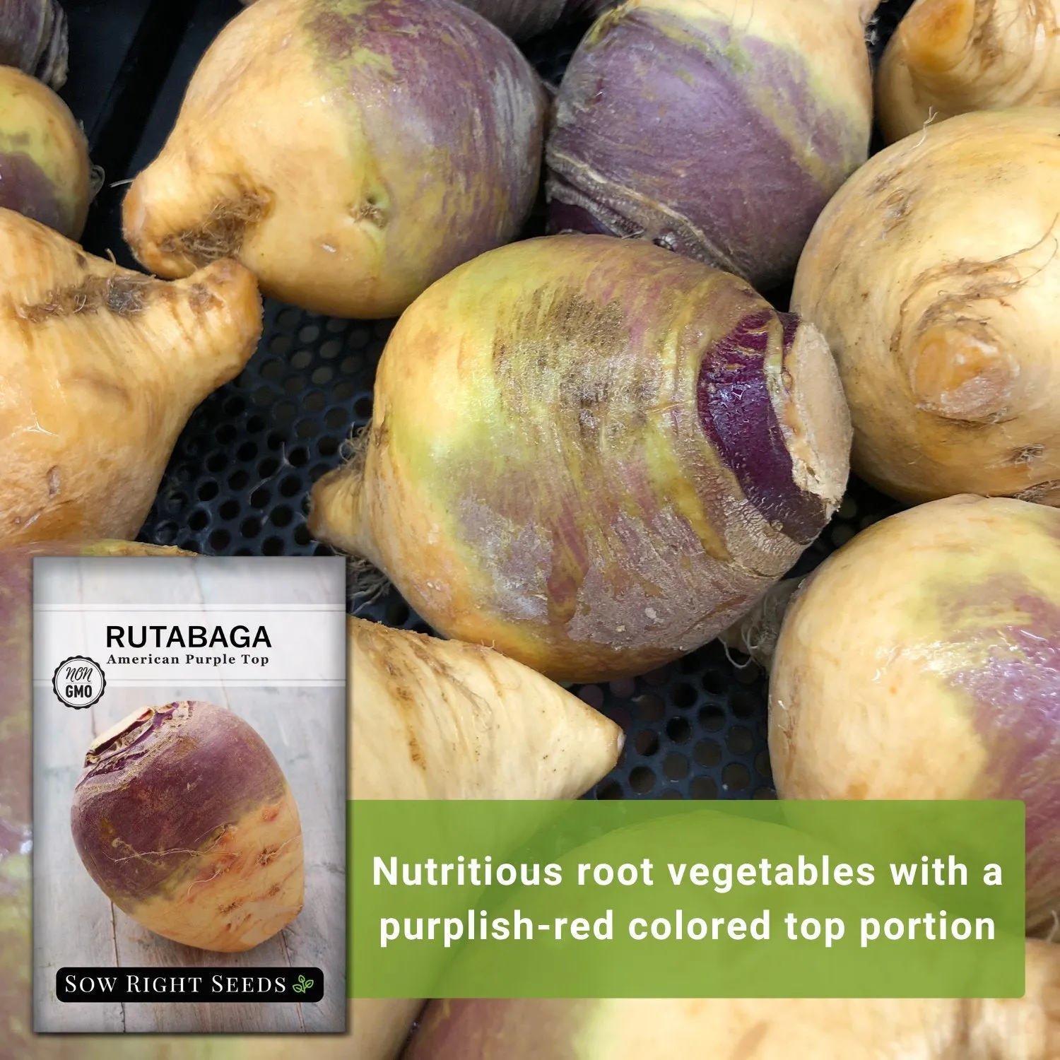 American Purple Top Rutabaga