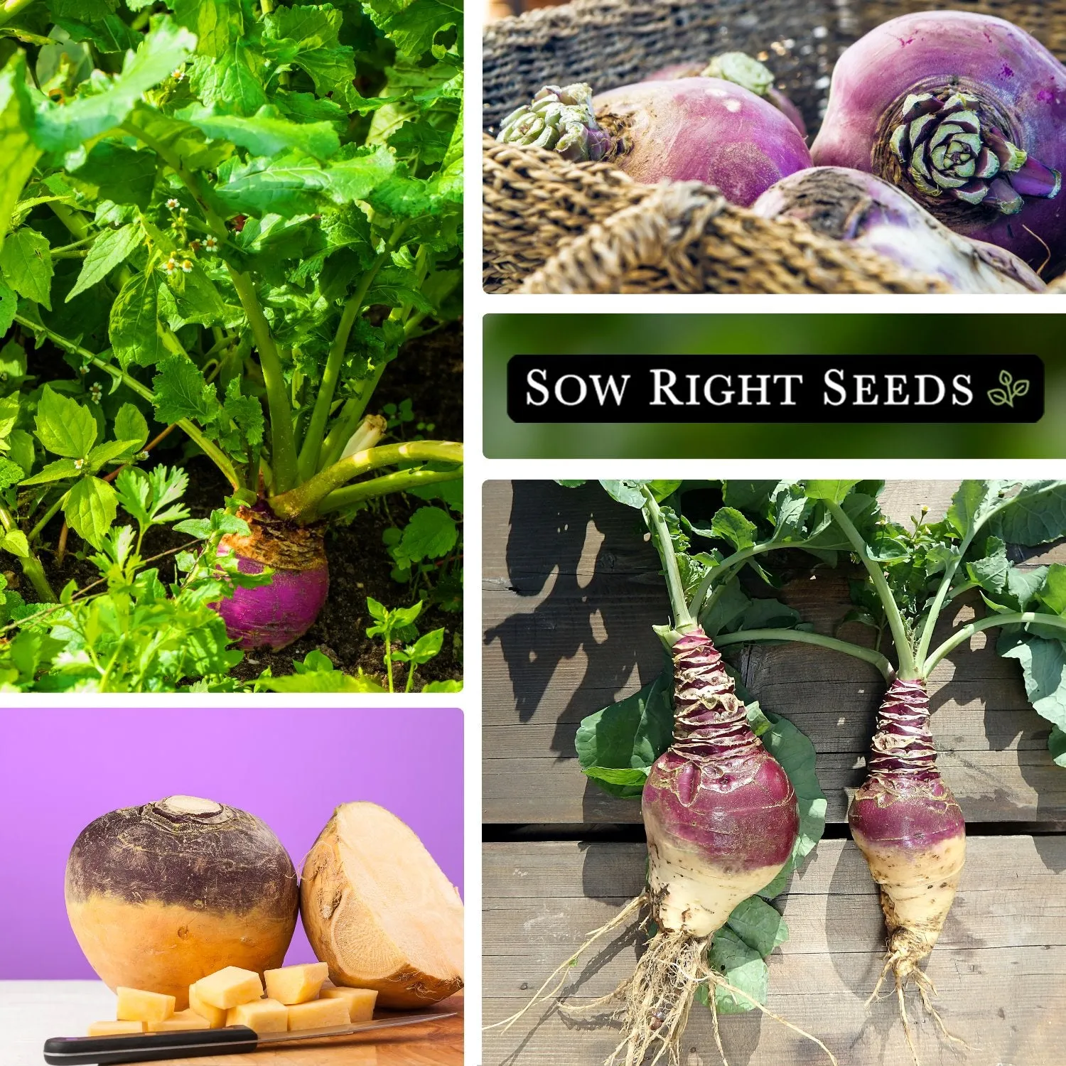 American Purple Top Rutabaga