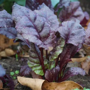 Beetroot - Red Devil seeds